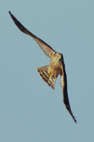 トリミング 2017/12月 SIGMA150-600C+7D2 焦点距離600mm F8 ss1/1000 ISO1250 Case3
