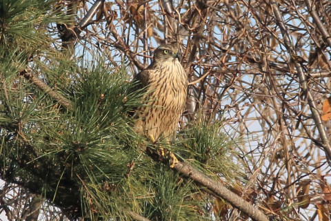 トリミング 2017/12月 SIGMA150-600C+7D2 焦点距離600mm F8 ss1/1000 ISO500