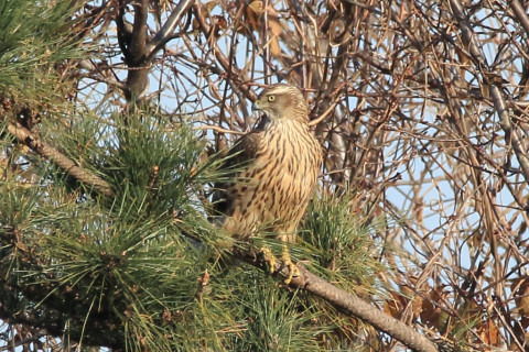 トリミング 2017/12月 SIGMA150-600C+7D2 焦点距離600mm F8 ss1/1000 ISO800