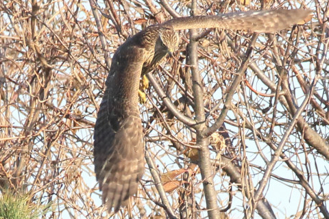 トリミング 2017/12月 SIGMA150-600C+7D2 焦点距離600mm F8 ss1/1600 ISO800 Case3