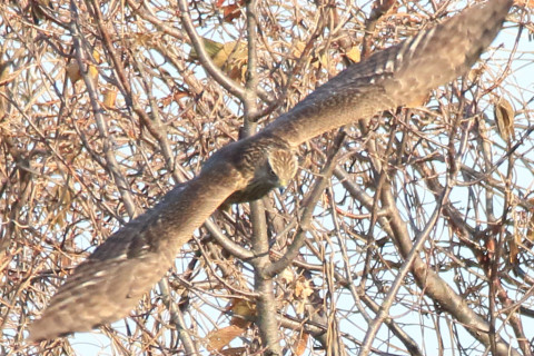 トリミング 2017/12月 SIGMA150-600C+7D2 焦点距離600mm F8 ss1/1600 ISO800 Case3