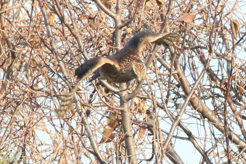 トリミング 2017/12月 SIGMA150-600C+7D2 焦点距離600mm F8 ss1/1600 ISO800 Case3