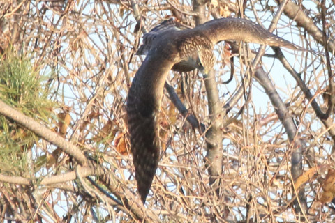 トリミング 2017/12月 SIGMA150-600C+7D2 焦点距離600mm F8 ss1/1600 ISO800 Case3