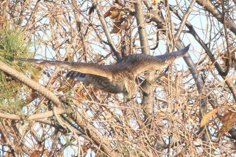 トリミング 2017/12月 SIGMA150-600C+7D2 焦点距離600mm F8 ss1/1600 ISO800 Case3