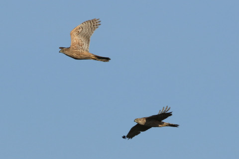 約0.47倍トリミング 2017/12月 SIGMA150-600C+7D2 焦点距離468mm F8 ss1/1600 ISO320 Case3