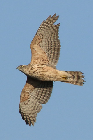トリミング 2017/12月 SIGMA150-600C+7D2 焦点距離435mm F8 ss1/1600 ISO320 Case3