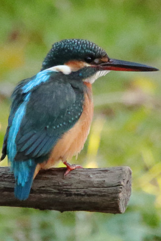 トリミング 2017/12月 SIGMA150-600C+7D2 焦点距離562mm F8 ss1/500 ISO3200
