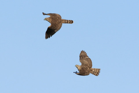 約0.47倍トリミング 2017/12月 SIGMA150-600C+7D2 焦点距離468mm F8 ss1/1600 ISO320 Case3