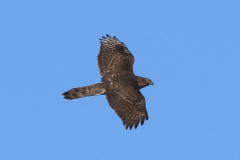 トリミング 2017/12月 SIGMA150-600C+7D2 焦点距離562mm F8 ss1/1250 ISO200 Case3