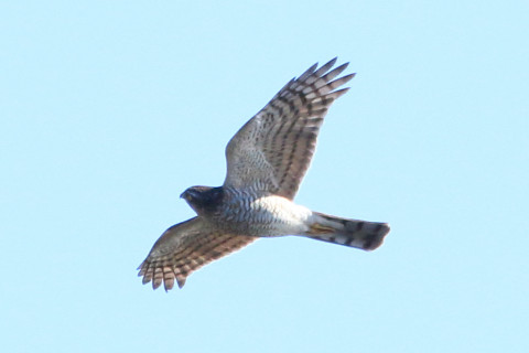 トリミング 2017/12月 SIGMA150-600C+7D2 焦点距離562mm F8 ss1/1600 ISO400 Case3