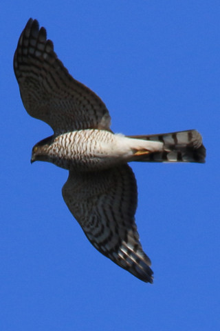 トリミング 2017/12月 SIGMA150-600C+7D2 焦点距離562mm F8 ss1/1250 ISO320 Case3