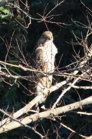トリミング 2017/12月 SIGMA150-600C+7D2 焦点距離562mm F8 ss1/1600 ISO3200