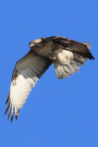 トリミング 2017/12月 SIGMA150-600C+7D2 焦点距離600mm F8 ss1/1600 ISO500 Case3