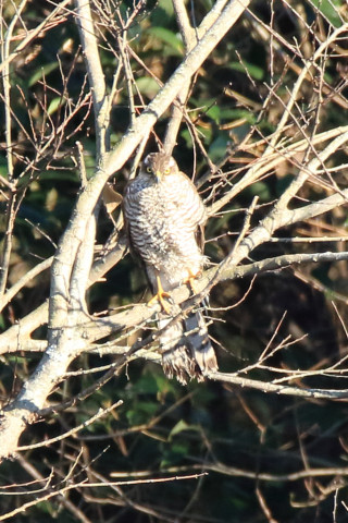 トリミング 2017/12月 SIGMA150-600C+7D2 焦点距離600mm F8 ss1/500 ISO1000