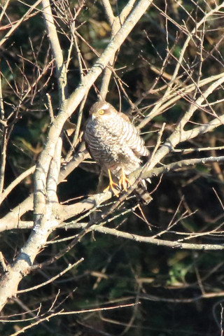 トリミング 2017/12月 SIGMA150-600C+7D2 焦点距離600mm F8 ss1/1600 ISO3200
