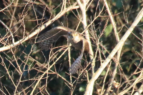 トリミング 2017/12月 SIGMA150-600C+7D2 焦点距離600mm F8 ss1/1250 ISO3200 Case3