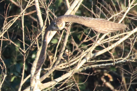 トリミング 2017/12月 SIGMA150-600C+7D2 焦点距離600mm F8 ss1/1250 ISO3200 Case3