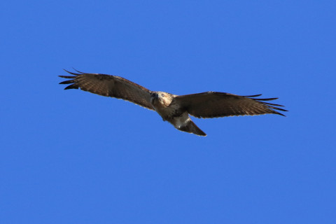 約0.47倍トリミング 2017/12月 SIGMA150-600C+7D2 焦点距離600mm F8 ss1/2000 ISO640 Case3