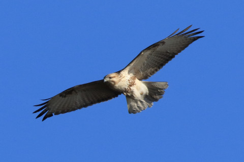 0.66倍トリミング 2017/12月 SIGMA150-600C+7D2 焦点距離600mm F8 ss1/1600 ISO500 Case3