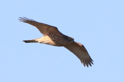 トリミング 2017/11月 SIGMA150-600C+7D2 焦点距離600mm F8 ss1/2500 ISO640 Case1