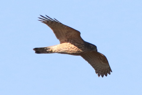 トリミング 2017/11月 SIGMA150-600C+7D2 焦点距離600mm F8 ss1/2500 ISO640 Case1