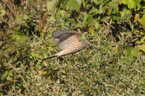 トリミング 2017/11月 SIGMA150-600C+7D2 焦点距離600mm F8 ss1/2500 ISO1250 Case1