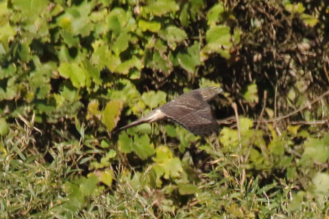 トリミング 2017/11月 SIGMA150-600C+7D2 焦点距離600mm F8 ss1/2500 ISO1250 Case1