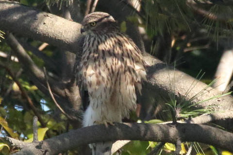 トリミング 2017/11月 SIGMA150-600C+7D2 焦点距離600mm F8 ss1/1600 ISO3200