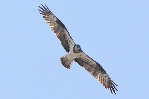 0.66倍トリミング 2017/11月 SIGMA150-600C+7D2 焦点距離600mm F8 ss1/1250 ISO320 Case1