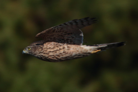0.66倍トリミング 2017/11月 SIGMA150-600C+7D2 焦点距離600mm F8 ss1/1250 ISO250 Case1