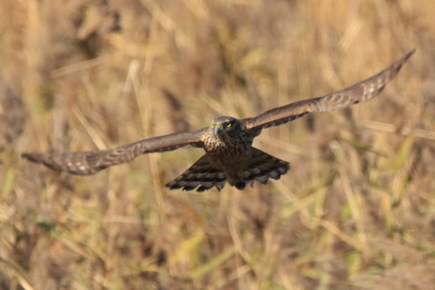 約0.47倍トリミング 2017/11月 SIGMA150-600C+7D2 焦点距離600mm F8 ss1/1250 ISO640 Case1