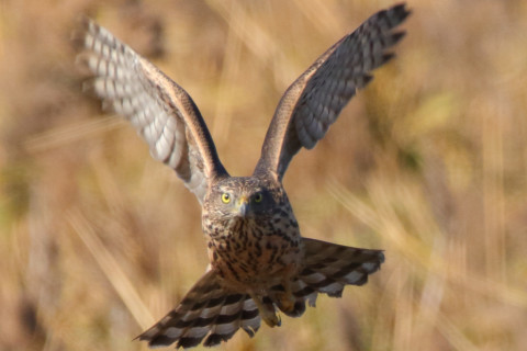 0.66倍トリミング 2017/11月 SIGMA150-600C+7D2 焦点距離600mm F8 ss1/1250 ISO640 Case1