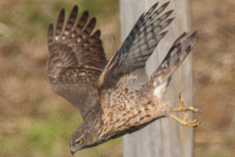 トリミング 2017/11月 SIGMA150-600C+7D2 焦点距離600mm F8 ss1/1250 ISO400 Case1