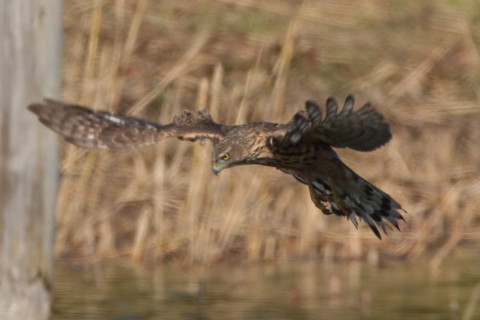 0.66倍トリミング 2017/11月 SIGMA150-600C+7D2 焦点距離600mm F8 ss1/1250 ISO400 Case1