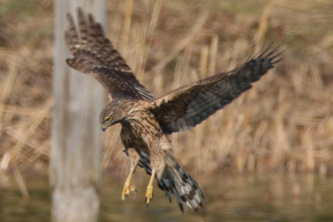 0.66倍トリミング 2017/11月 SIGMA150-600C+7D2 焦点距離600mm F8 ss1/1250 ISO400 Case1
