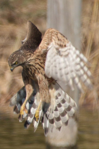 トリミング 2017/11月 SIGMA150-600C+7D2 焦点距離600mm F8 ss1/1250 ISO400 Case1