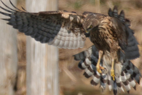トリミング 2017/11月 SIGMA150-600C+7D2 焦点距離600mm F8 ss1/1250 ISO400 Case1