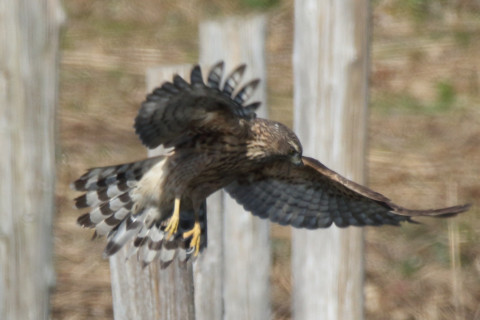 0.66倍トリミング 2017/11月 SIGMA150-600C+7D2 焦点距離600mm F8 ss1/1250 ISO400 Case1
