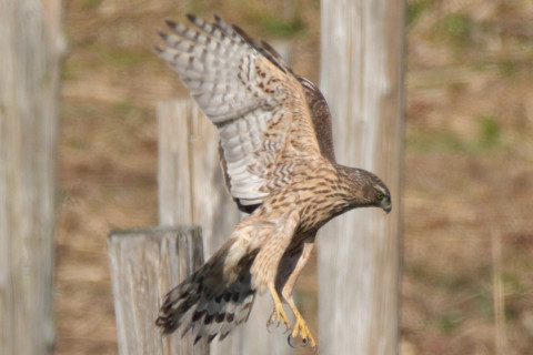 0.66倍トリミング 2017/11月 SIGMA150-600C+7D2 焦点距離600mm F8 ss1/1250 ISO400 Case1