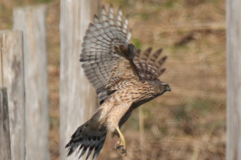 0.66倍トリミング 2017/11月 SIGMA150-600C+7D2 焦点距離600mm F8 ss1/1250 ISO400 Case1