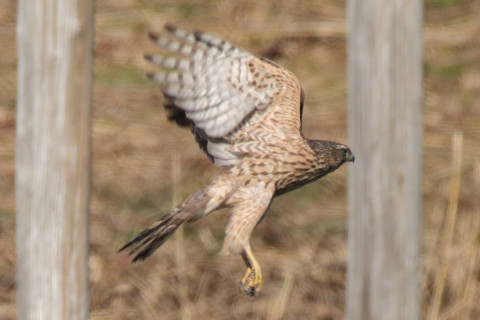 0.66倍トリミング 2017/11月 SIGMA150-600C+7D2 焦点距離600mm F8 ss1/1250 ISO400 Case1