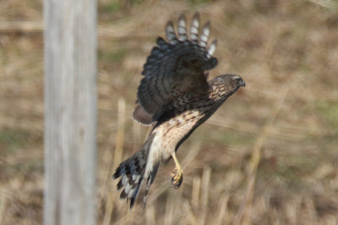 0.66倍トリミング 2017/11月 SIGMA150-600C+7D2 焦点距離600mm F8 ss1/1250 ISO400 Case1