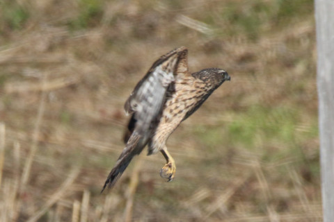 0.66倍トリミング 2017/11月 SIGMA150-600C+7D2 焦点距離600mm F8 ss1/1250 ISO400 Case1