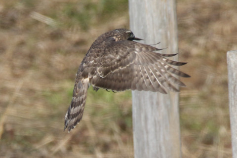 0.66倍トリミング 2017/11月 SIGMA150-600C+7D2 焦点距離600mm F8 ss1/1250 ISO400 Case1