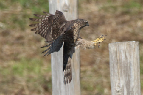 0.66倍トリミング 2017/11月 SIGMA150-600C+7D2 焦点距離600mm F8 ss1/1250 ISO400 Case1