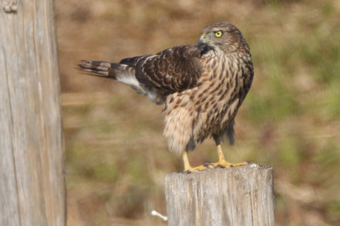 トリミング 2017/11月 SIGMA150-600C+7D2 焦点距離600mm F8 ss1/1250 ISO400 Case1