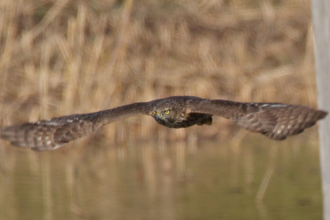 0.66倍トリミング 2017/11月 SIGMA150-600C+7D2 焦点距離600mm F8 ss1/1250 ISO400 Case1