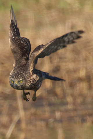 トリミング 2017/11月 SIGMA150-600C+7D2 焦点距離600mm F8 ss1/1250 ISO400 Case1