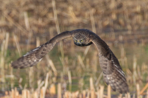 0.66倍トリミング 2017/11月 SIGMA150-600C+7D2 焦点距離600mm F8 ss1/1250 ISO400 Case1