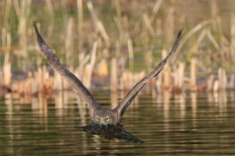 0.66倍トリミング 2017/11月 SIGMA150-600C+7D2 焦点距離600mm F8 ss1/1250 ISO400 Case1